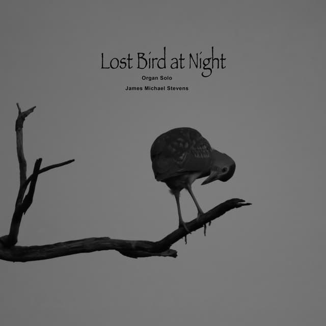 Lost Bird at Night - Organ Solo - Single