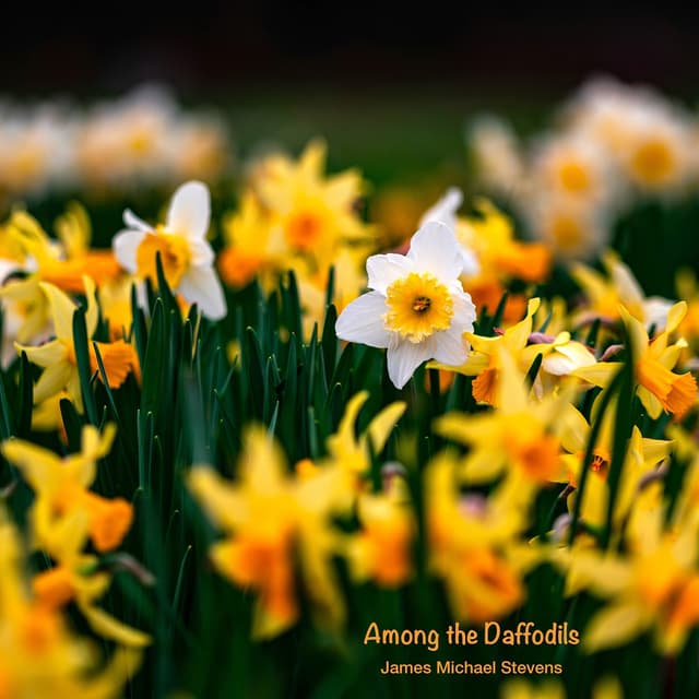 Among the Daffodils - Single