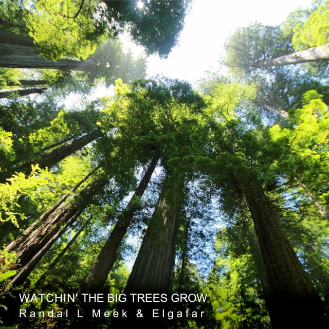 Watchin' the Big Trees Grow - Single
